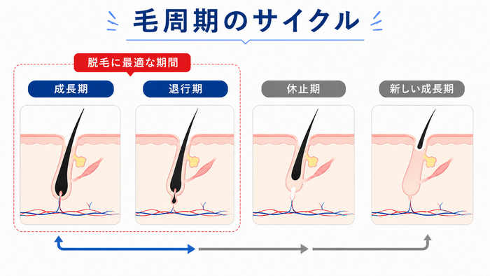脱毛と毛周期の関係
