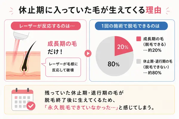 毛周期の説明